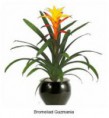 /album/fotogaleria-guzmania/images-5-jpg/